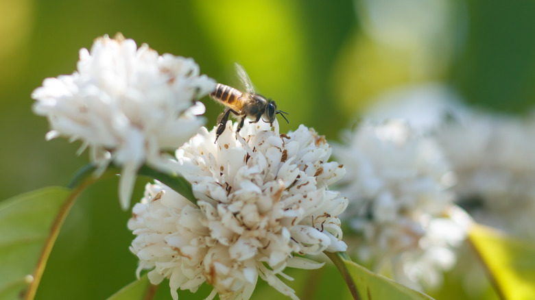 Bee on coffee blossoms