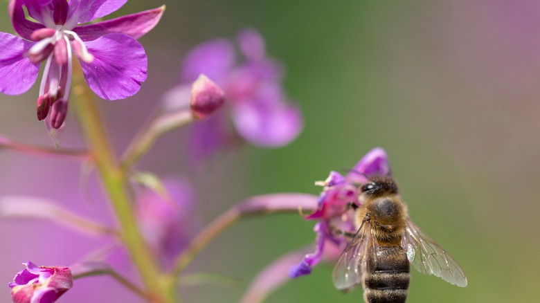 Bee nuzzling fireweed flower