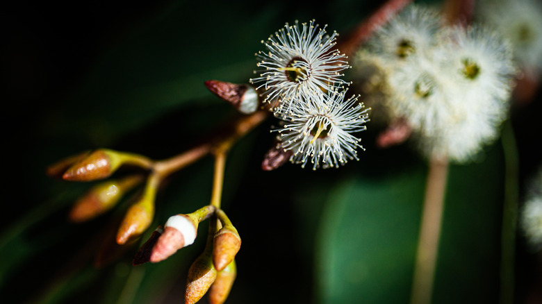 Jarrah tree flowers