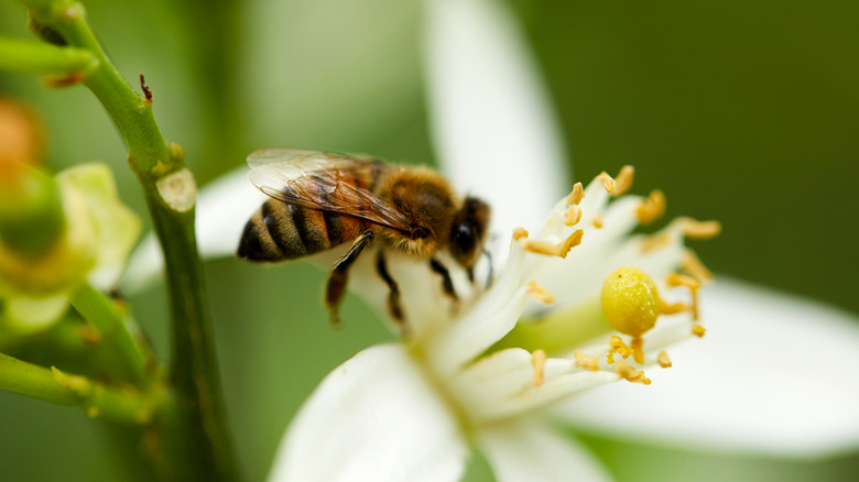 Bee on orange blossom