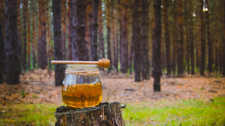 Honey on wooden stump 