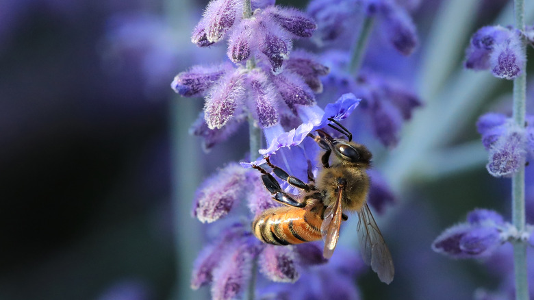 Bee on purple sage flower