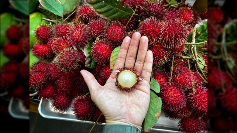 Hand holding sliced Rambutan above container of rambutans