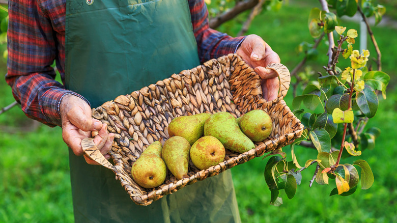 Basket of pears