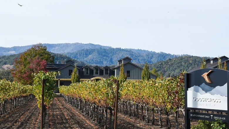 Goosecross grapes and tasting room