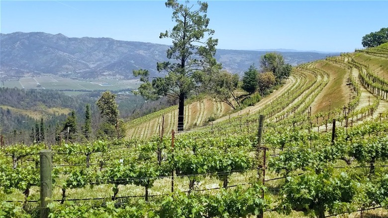 View of Barnett Vineyards