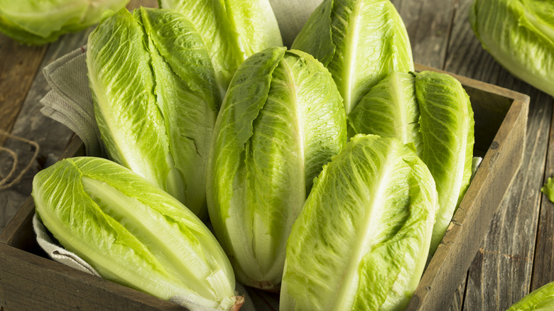 heads of romaine lettuce