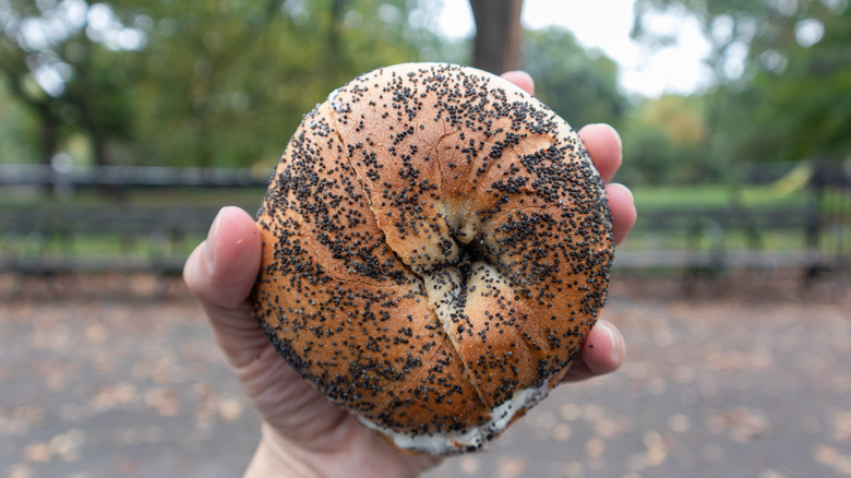 New York bagel in a park