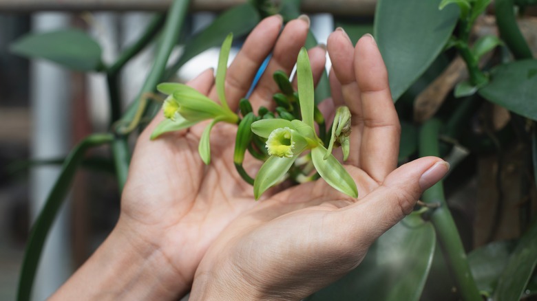 hands holding vanilla planifolia orchid