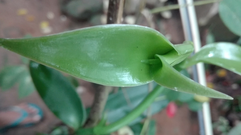 Vanilla pompona orchid bud