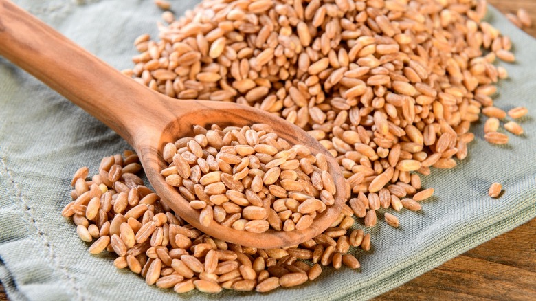 Wooden spoon with uncooked farro