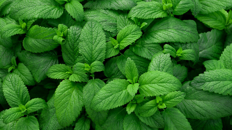 Fresh green mint