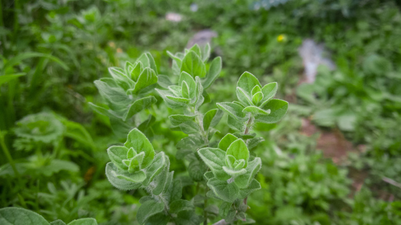 Greek oregano growing