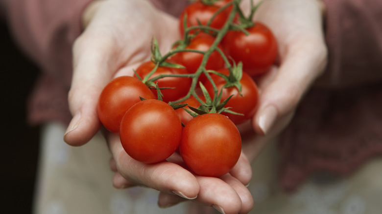 A hand holding tomatoes