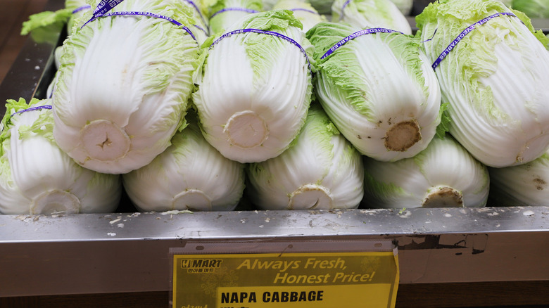 napa cabbage