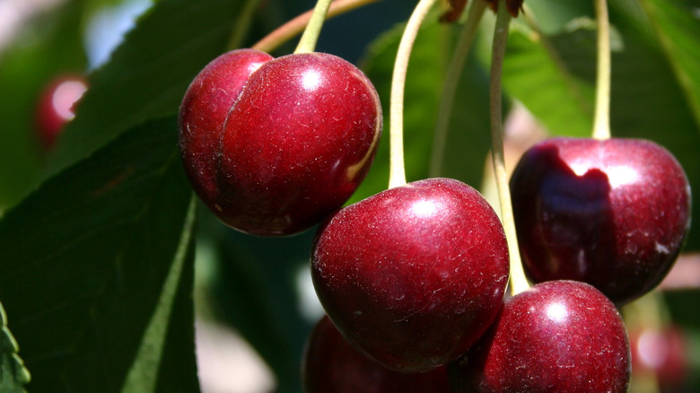 bing cherry tree