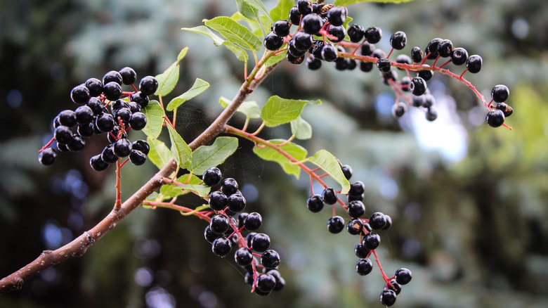 purple chokecherries on a tree