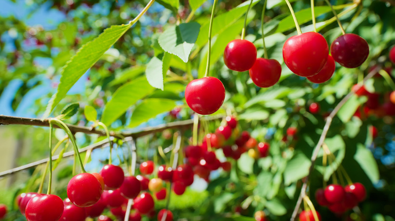 early richmond cherries ripening