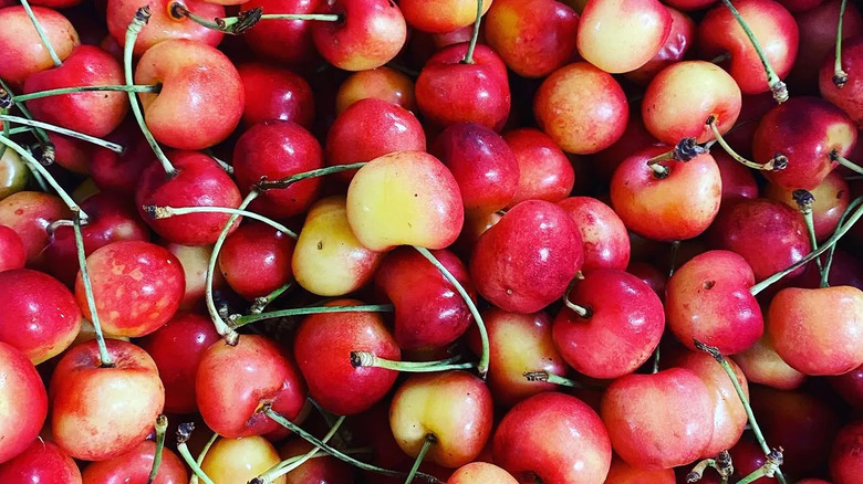 freshly picked early robin cherries