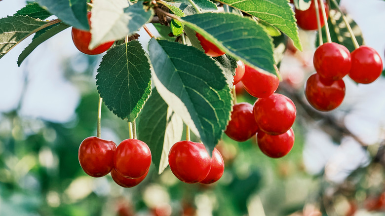 evans cherries hanging on branches