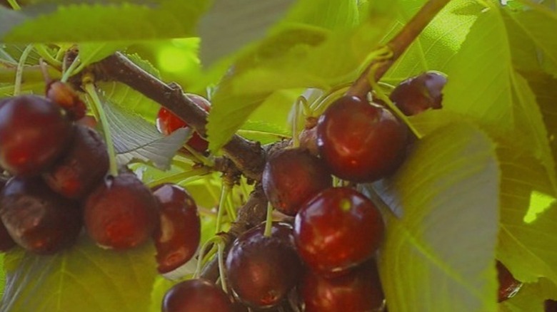 lambert cherries on a branch