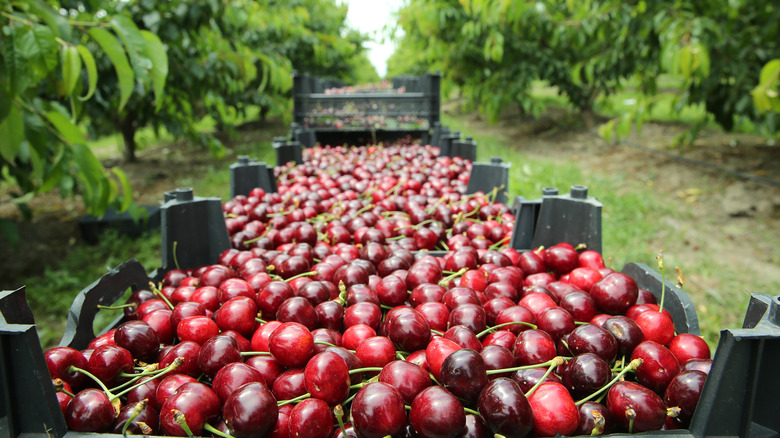 lapins cherries in an orchard