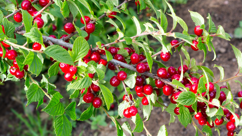 Nanking cherries growing on branches