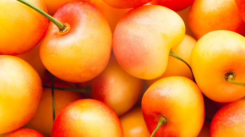 yellow and red rainier cherries