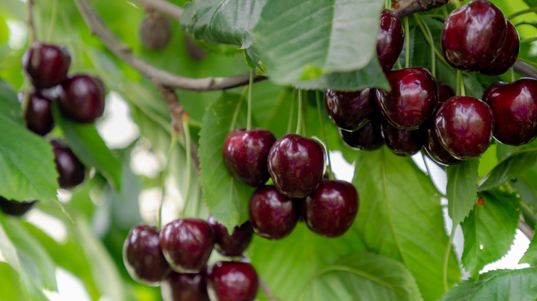 regina cherries hanging on a tree