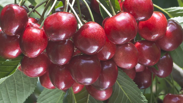 bunch of santina cherries