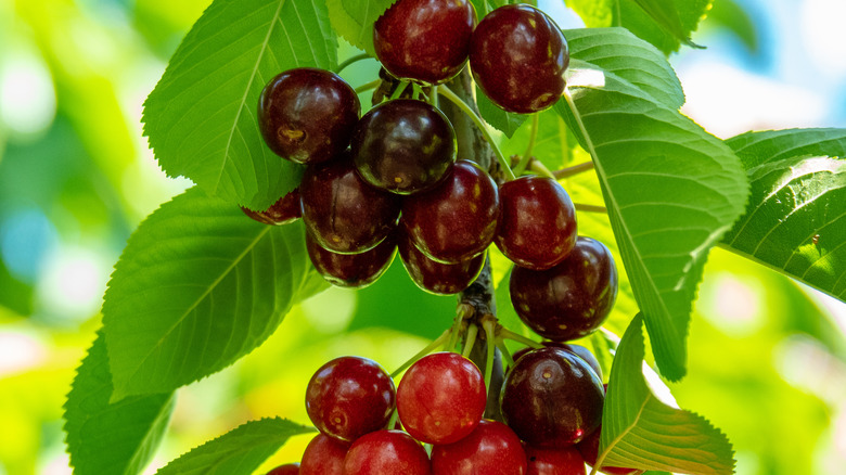 light and dark sweetheart cherries