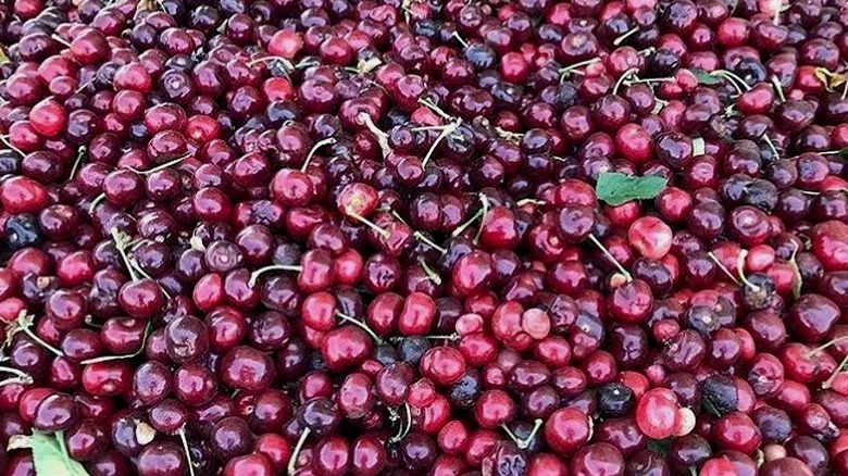 freshly picked tulare cherries