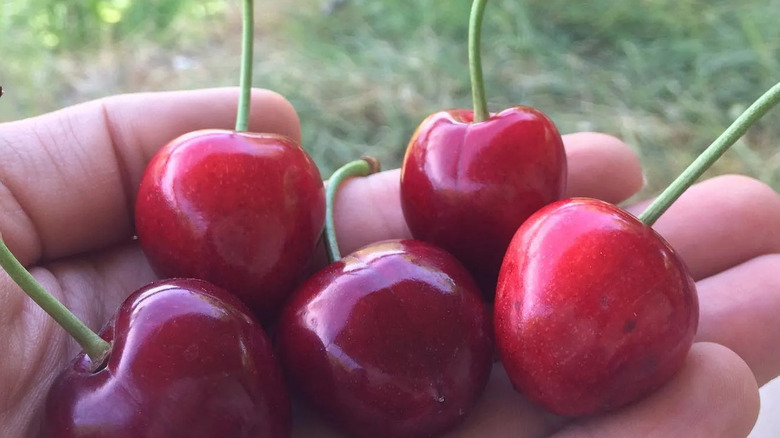 picked turkish sweet cherries