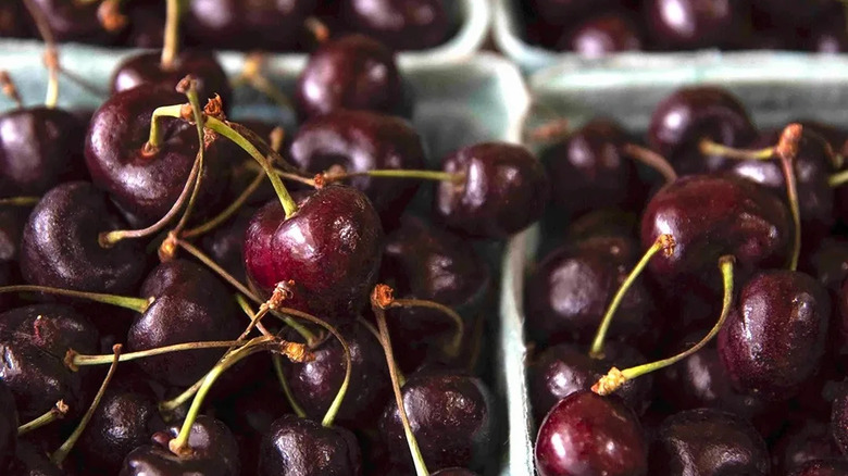 picked dark van cherries