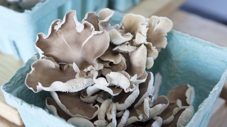 Oyster mushrooms at farmer's market