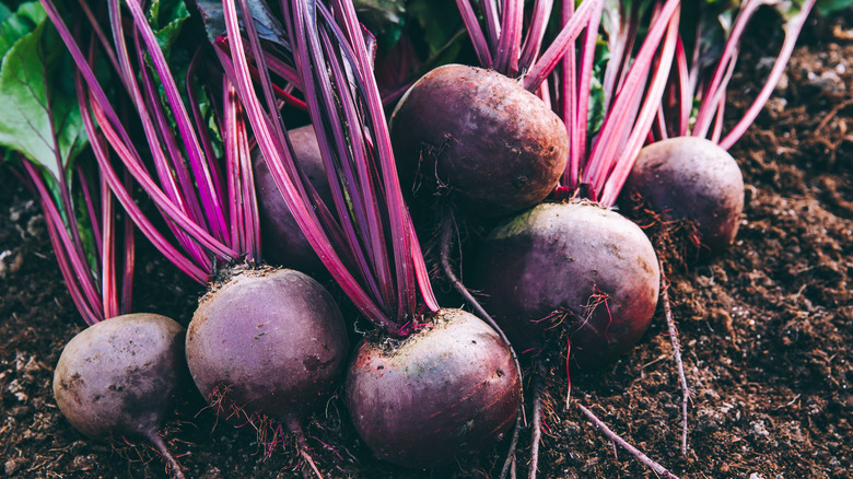 beets in dirt