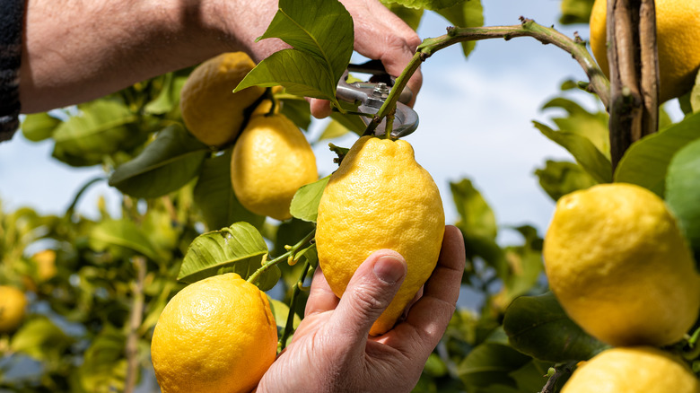 Large lemons being harvested