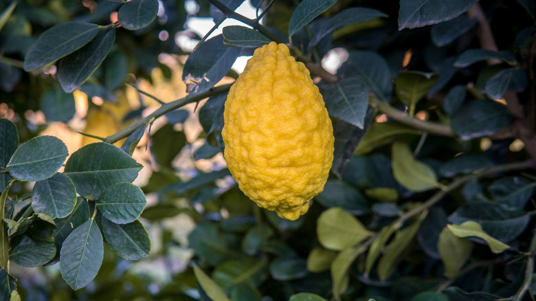 Bumpy Bush lemon