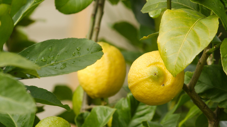 Eureka lemons ripening