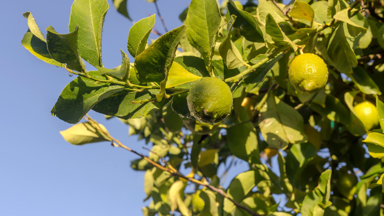 Greek Citrons growing