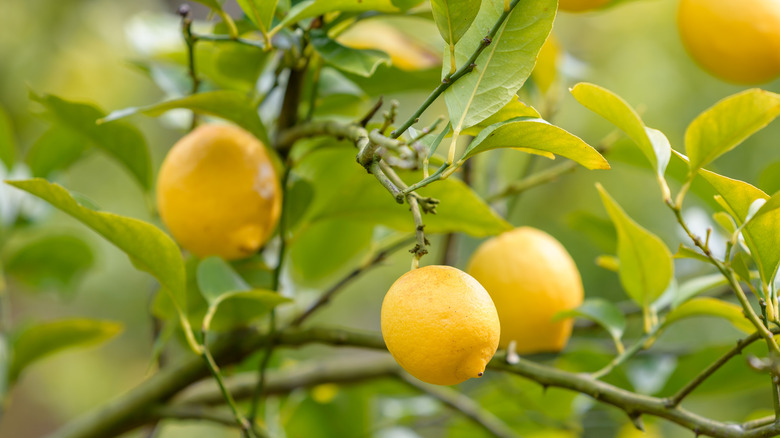 Lamas lemons on branches