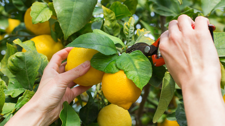 Sweet lemons being harvested