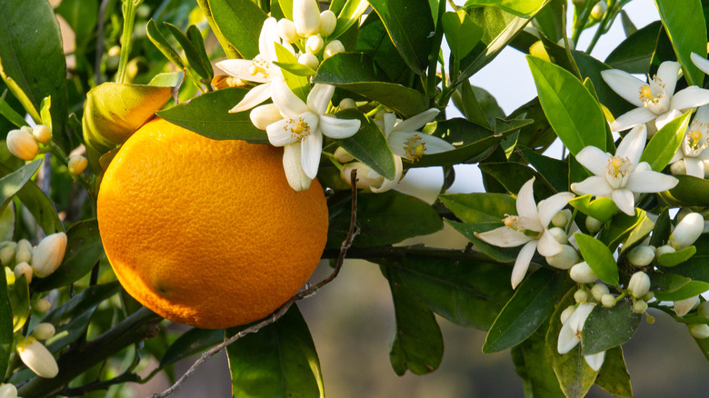 Otaheite orange lemons