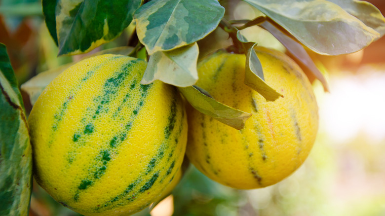 Pink Variegated lemons on branch