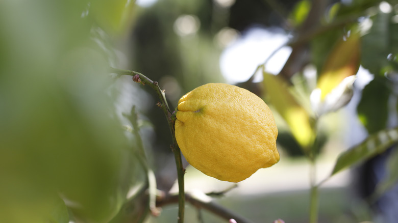 Ripening Verna lemon