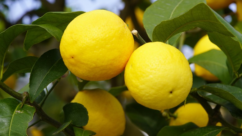 Two Volkamer lemons on branch