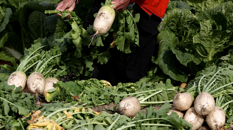 radishes picked in South Korea