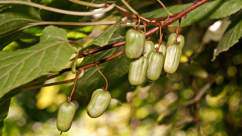 Several whole Arctic kiwis growing on the vine