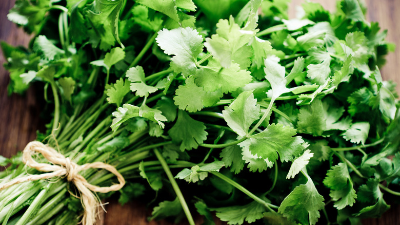 Fresh coriander bunch