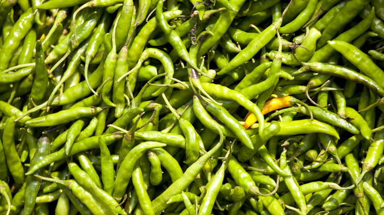 Indian green chilis pile